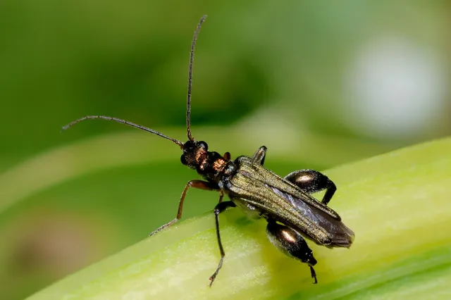 Oedemera flavipes - sárgalábú álcincér Oedemera flavipes - sárgalábú álcincér