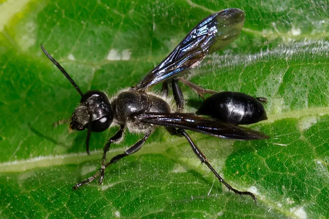 Isodontia mexicana - mexikói fűdarázs