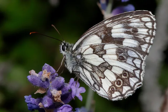 Melanargia galathea - sakktáblalepke