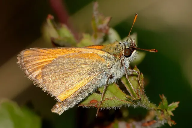 Thymelicus sylvestris - barna busalepke