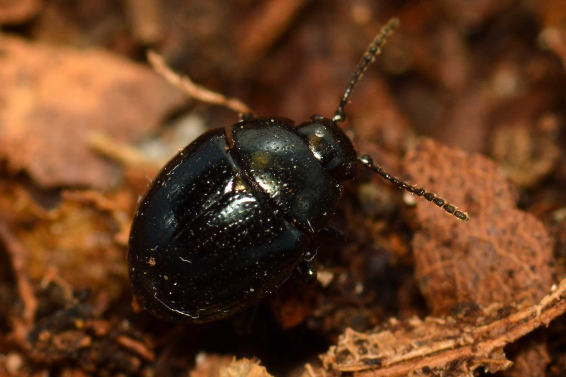 Sclerophaedon carniolicus