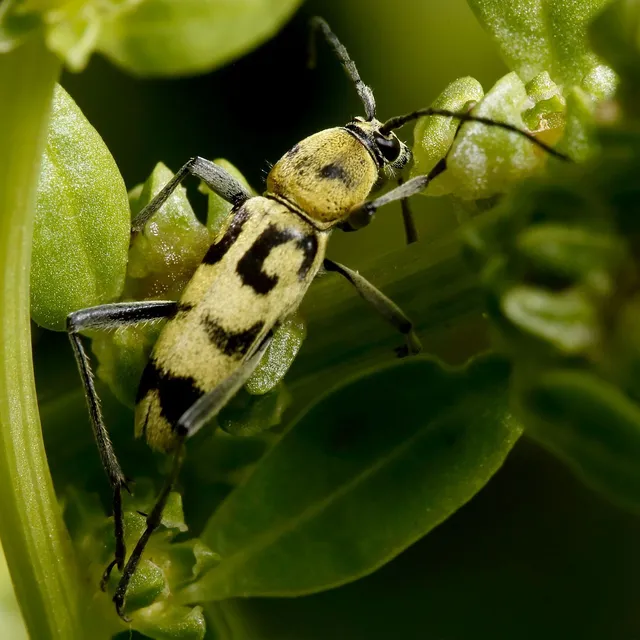 Chlorophorus varius - díszes darázscincér Chlorophorus varius - díszes darázscincér