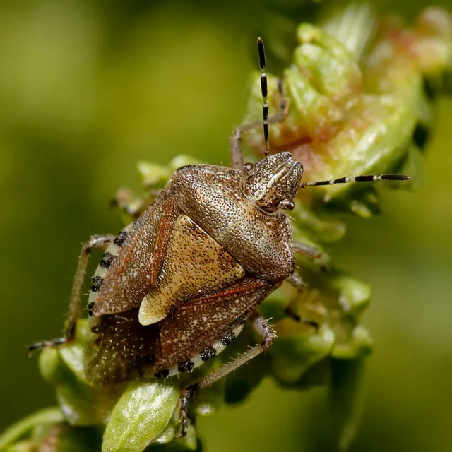 Dolycoris baccarum - közönséges bogyómászó-poloska Dolycoris baccarum - közönséges bogyómászó-poloska