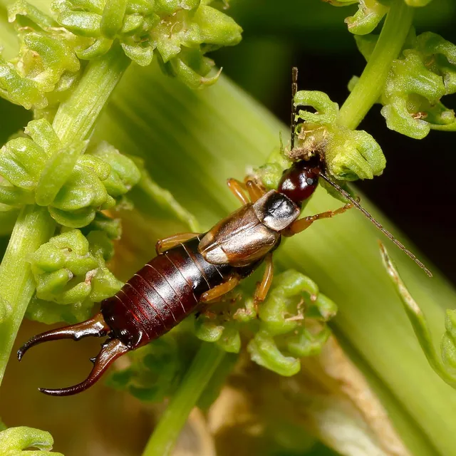 Forficula auricularia - közönséges fülbemászó