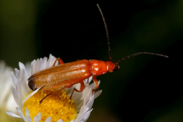 Rhagonycha fulva - feketevégű lágybogár