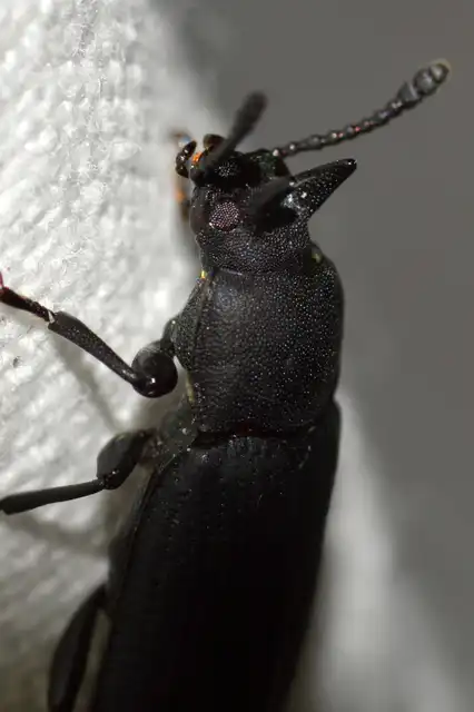 Cryphaeus cornutus - szarvas gyászbogár
