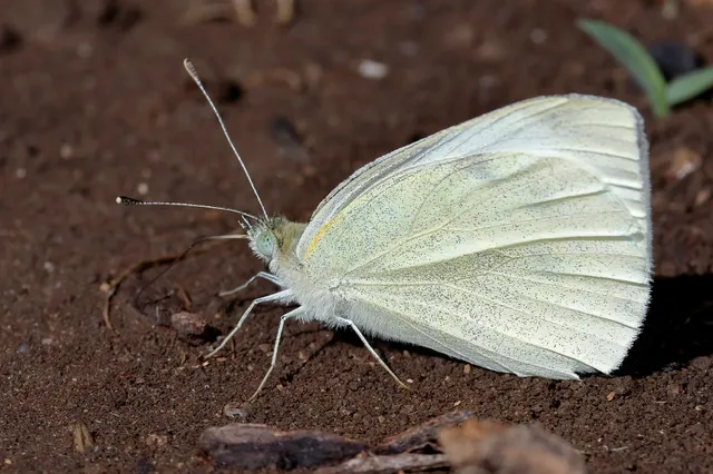 Pieris rapae - répalepke