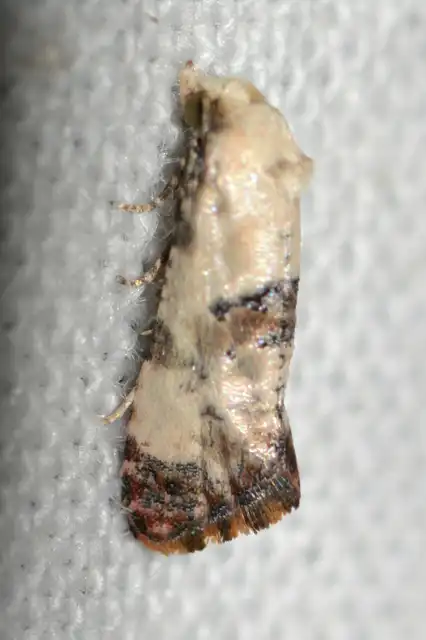 Aethes