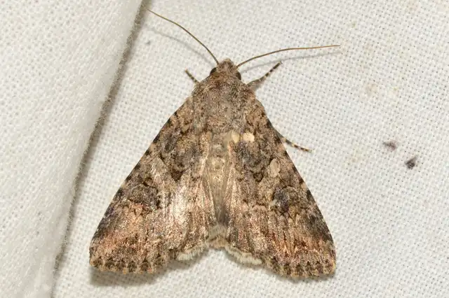 Hadula trifolii - lóherebagoly