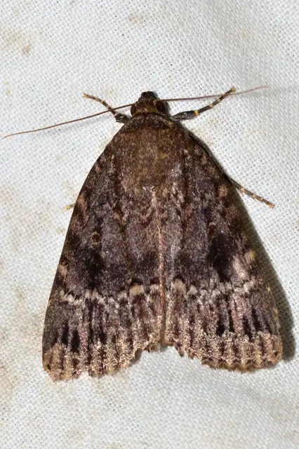 Amphipyra pyramidea - fahéjszínű bagoly