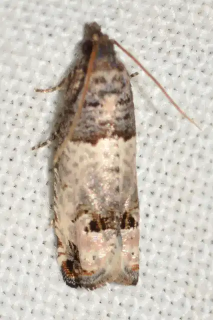 Notocelia