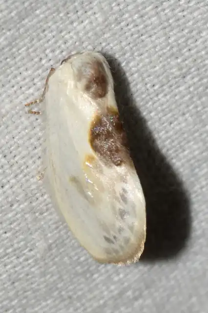 Cilix glaucata - törpe sarlósszövő