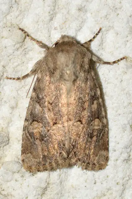 Luperina testacea - barnás szürkebagoly
