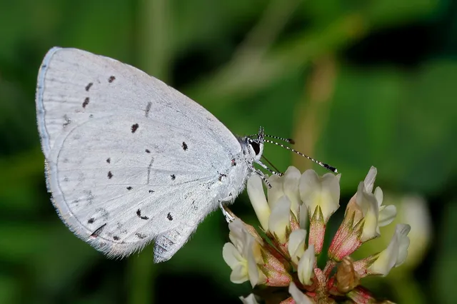 Celastrina argiolus - bengeboglárka