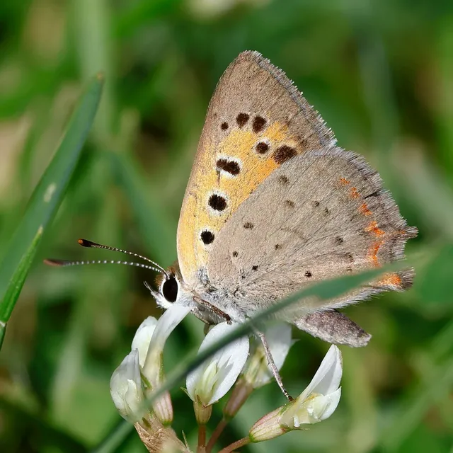 Lycaena phlaeas - közönséges tűzlepke