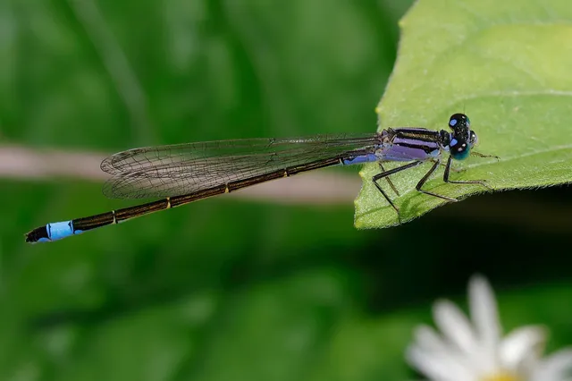 Ischnura elegans pontica - kéköves légivadász