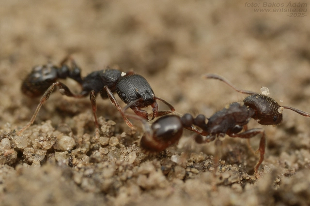Tetramorium