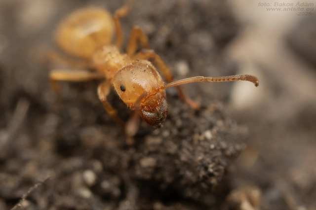 Lasius nitidigaster - bolgár borostyánhangya