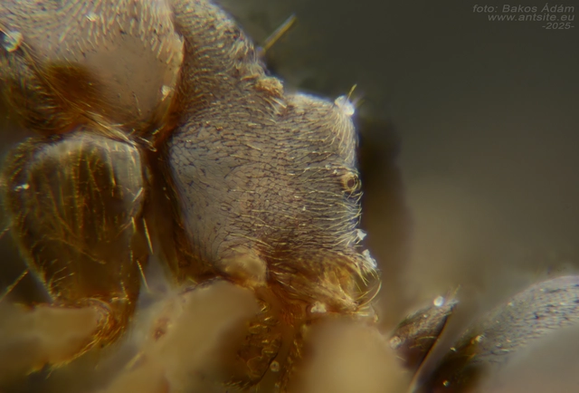Lasius alienus - kövi feketehangya