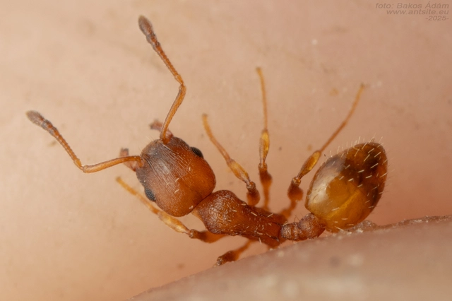 Temnothorax unifasciatus - gyűrűs kéreghangya