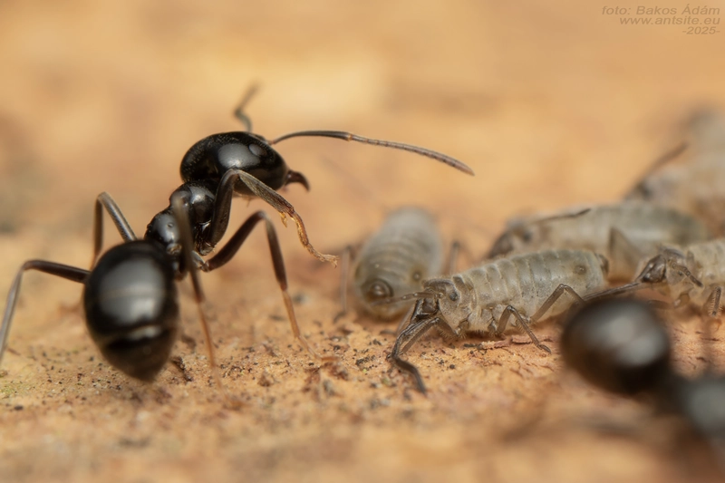 Stomaphis
