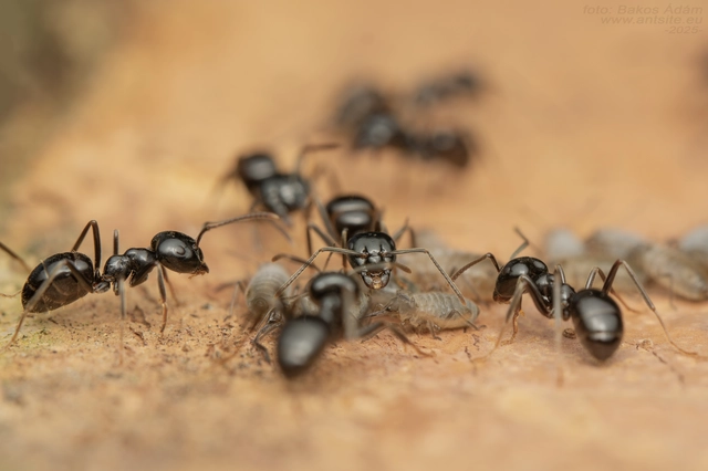 Lasius fuliginosus - kartonépítő fahangya