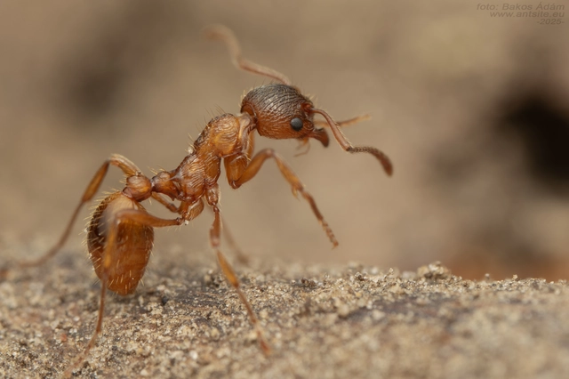 Myrmica rubra - közönséges bütyköshangya