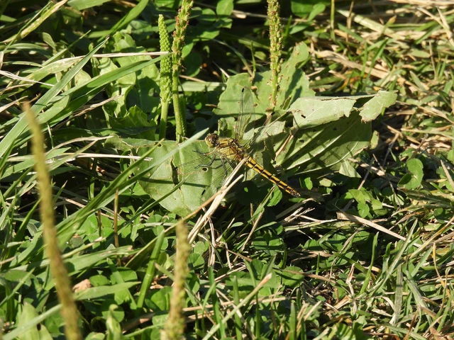 Orthetrum cancellatum - feketefarkú pásztorszitakötő