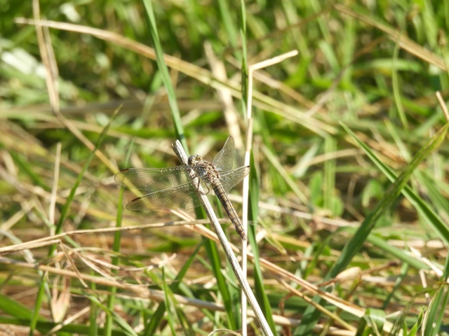 Orthetrum brunneum - pataki pásztorszitakötő