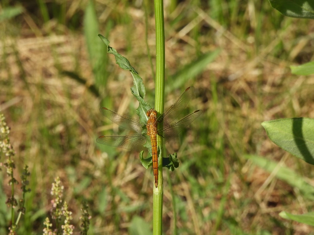 Orthetrum coerulescens - karcsú pásztorszitakötő