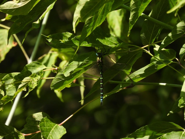 Aeshna cyanea - sebes karcsúacsa Aeshna cyanea - sebes karcsúacsa