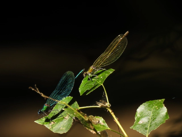 Calopteryx splendens - sávos szitakötő