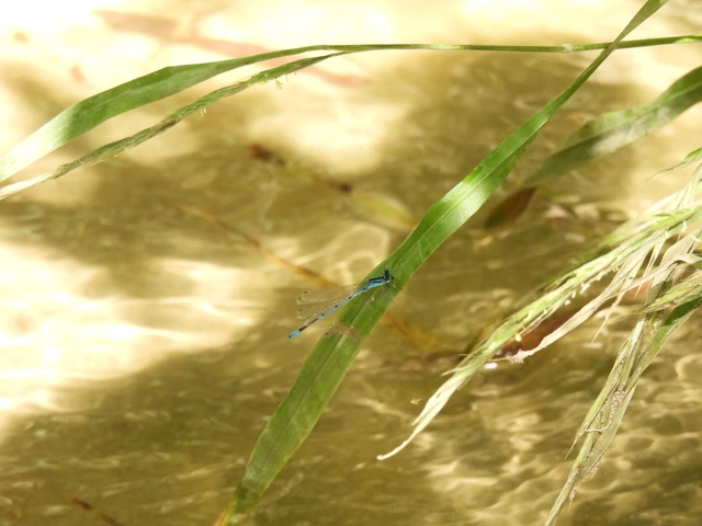Coenagrion puella - azúrkék légivadász