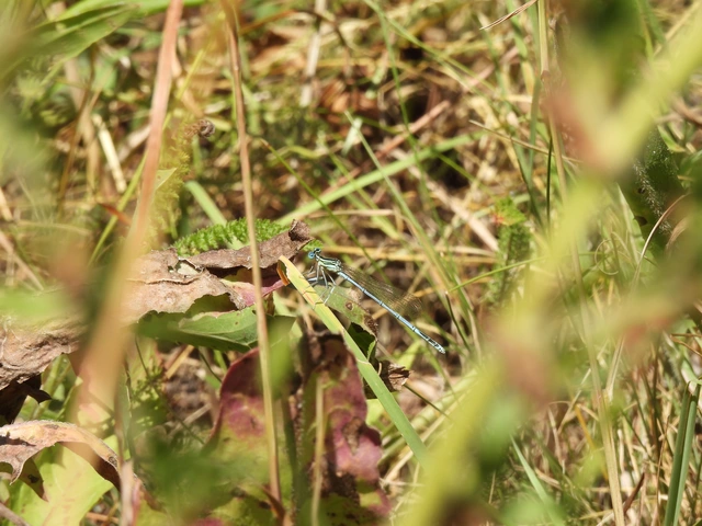 Platycnemis pennipes - széleslábú szitakötő