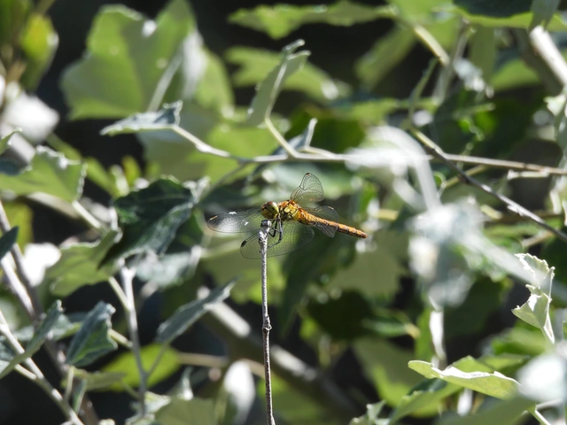Sympetrum sanguineum - vörös katona-szitakötő