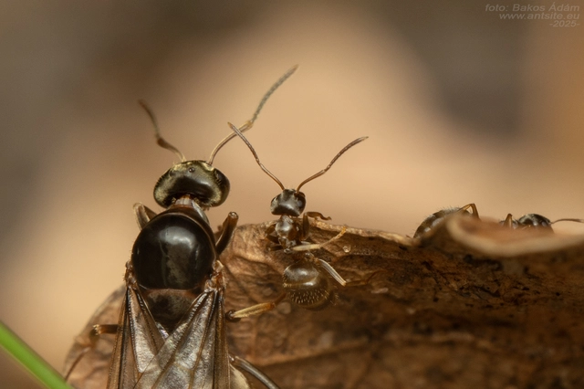 Lasius alienus - kövi feketehangya