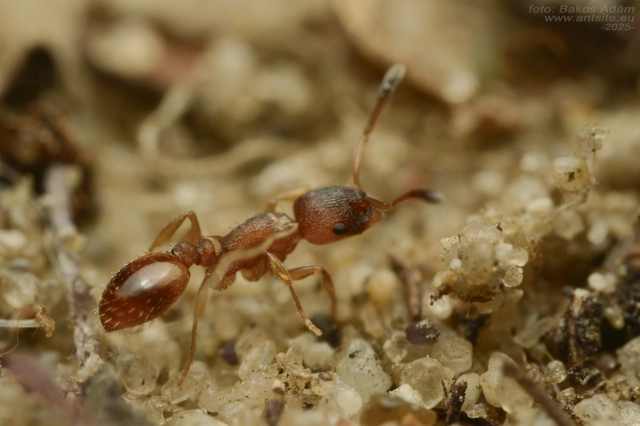 Temnothorax interruptus - kormosképű kéreghangya