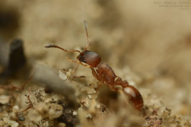 Temnothorax interruptus - kormosképű kéreghangya