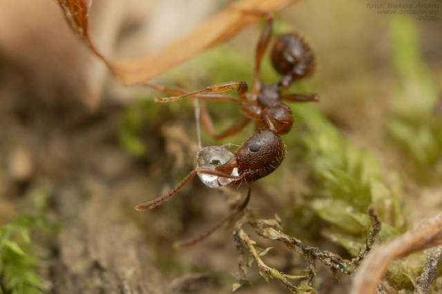 Aphaenogaster subterranea - vörös karcsúhangya