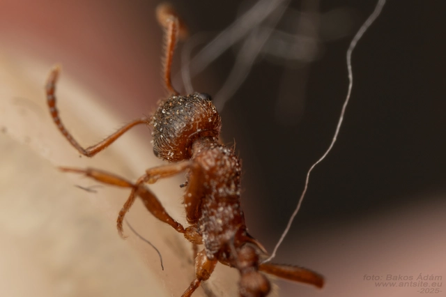 Myrmica ruginodis - erdei bütyköshangya