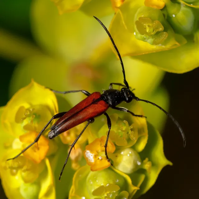 Stenurella melanura - feketevégű karcsúcincér