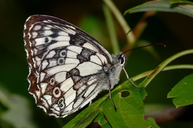 Melanargia galathea - sakktáblalepke