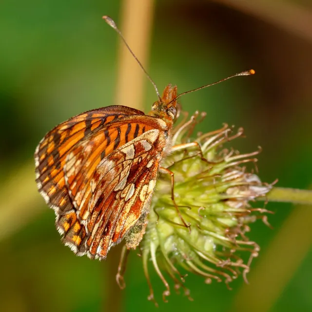 Boloria dia - kis gyöngyházlepke