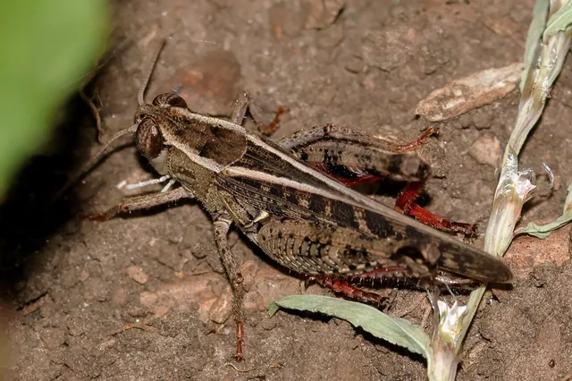 Calliptamus italicus - olaszsáska