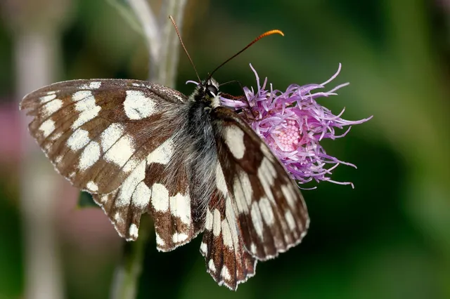 Melanargia galathea - sakktáblalepke