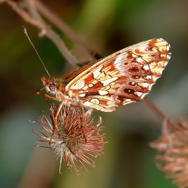 Boloria dia - kis gyöngyházlepke