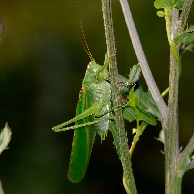 Tettigonia viridissima - zöld lombszöcske