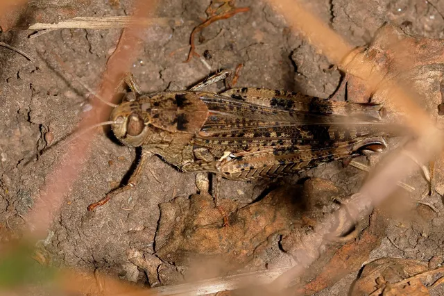 Calliptamus italicus - olaszsáska
