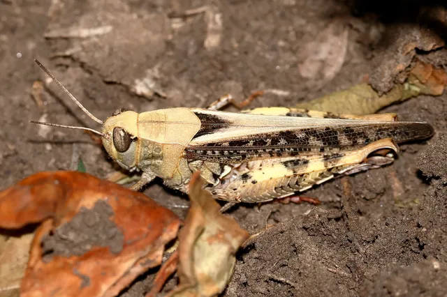 Calliptamus italicus - olaszsáska