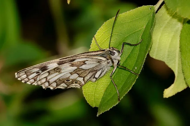 Melanargia galathea - sakktáblalepke
